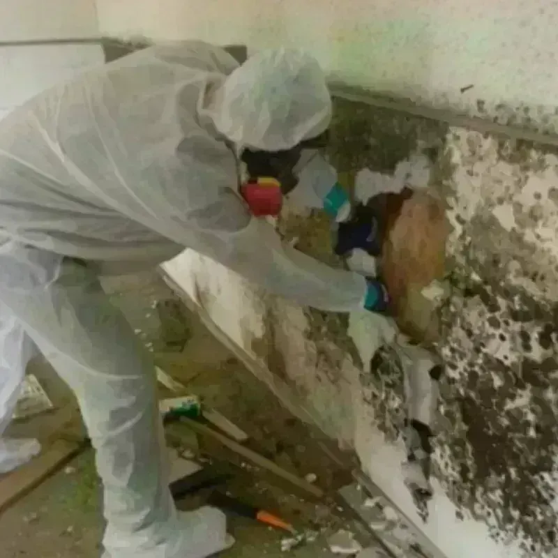 Mold Remediation and Removal in Grimes, IA